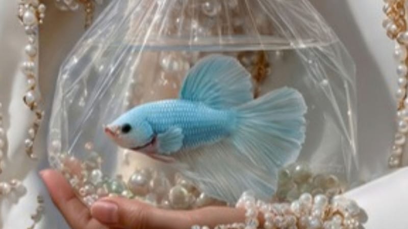 Modrá rybka ve vaku s vodou držená nad rozsypanými perlami jako metafora funkcí, které platforma nabízí, ale nikdo si jich nevšimne